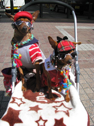 080327 s two dogs.jpg