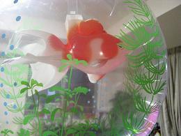 090815 s kingyo.jpg