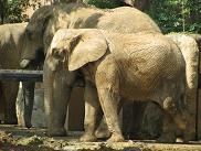 090912 s elephant.jpg