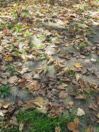 091012 s leaves.jpg