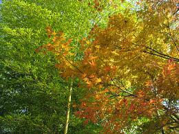 091202 s Autumn.jpg