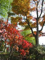 091202 s Autumn2.jpg