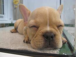 091209 s doggy.jpg
