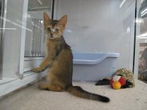 091209 s kitty.jpg