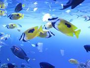 100119 s aquarium.jpg