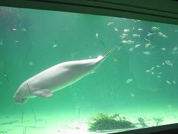 100119 s sea lion.jpg