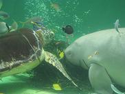 100119 s sea lion 2.jpg