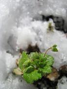 100209 s snow.jpg