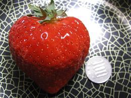 100218 s berry.jpg