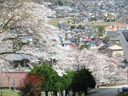 100426 s sakura.jpg