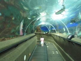 100520 s Under Water World2 dorm.jpg