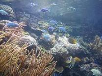 100520 s underwater world1.jpg