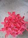 100609 ss flower2.jpg