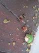 100609 ss fruits.jpg
