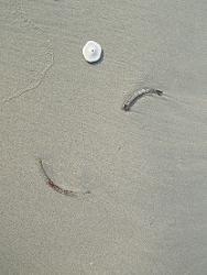 100620 @s seashell & crecent.jpg
