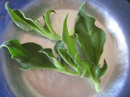 110230 s Iceplant.jpg