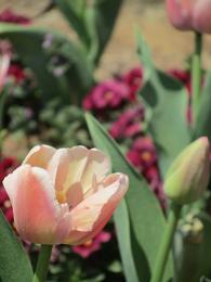 110420 s flower.jpg