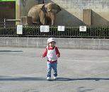 1104 s elephant.jpg