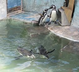 1104 s penguin1.jpg