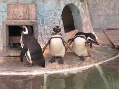 1104 s penguin2.jpg