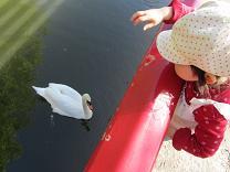 1104 s swan1.jpg