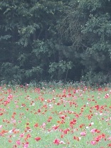 110808 s tomita2.jpg
