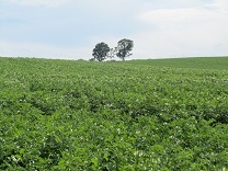110813 s thee trees 2.jpg