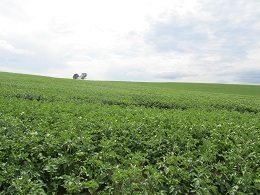 110813 s three trees 1.jpg