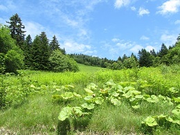 110821 s alpha 7 outside.jpg