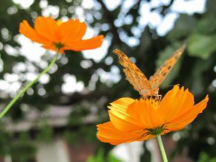 @100908 s butterfly1.jpg
