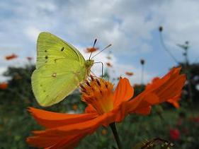 A100908 s butterfly.jpg
