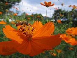 B100908 s bee1.jpg