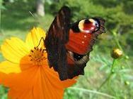 C100908 s butterfly3.jpg
