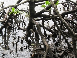 koiblgo 1205 cave2.jpg