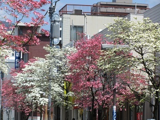 koiblog 1204 dogwood.jpg