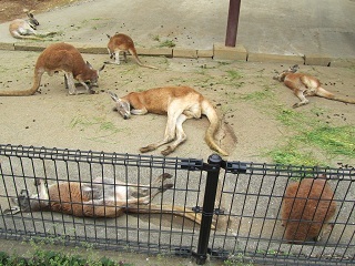 koiblog 120422 s kangaroo.jpg