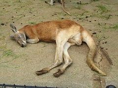 koiblog 120422 s kangaroo2.jpg
