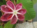 koiblog 120518 s villa3.jpg