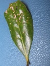 koiblog 1205 cave3.jpg