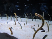 koiblog 120703 s aquaium3.jpg