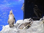 koiblog 120703 s aquarium 4.jpg