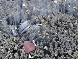 koiblog 130225 s ice needles.jpg
