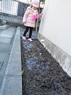 koiblog 130225 s ice needles2.jpg