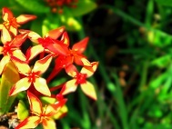 koiblog ss3 130122.jpg