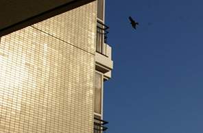 070922 s 鳥.jpg