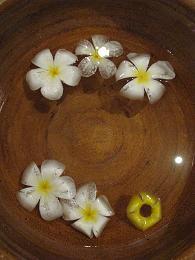 081227-31 s 水の花 341.jpg
