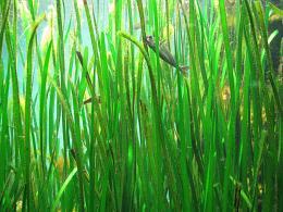 090829 s green.jpg
