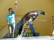 090829 s sealion.jpg