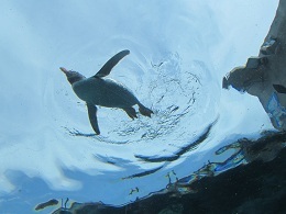 110730 s penguin1.jpg