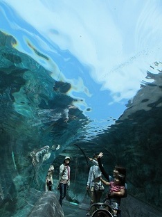 110730 s aquarium1.jpg